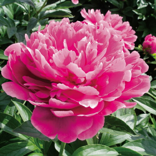 芍薬 夕映 切花向きカラフルコレクション 1株12cmロングポット 宿根草 切り花 生け花 花束 地植え 鉢植えのサムネイル