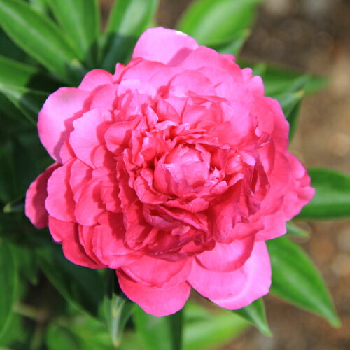 芍薬 ( シャクヤク ) リチャード 4号ロングポット 宿根草 苗のサムネイル