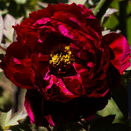 牡丹 墨の一 豪華多弁咲き 6号鉢 (直径18cm) 2～3年物のサムネイル