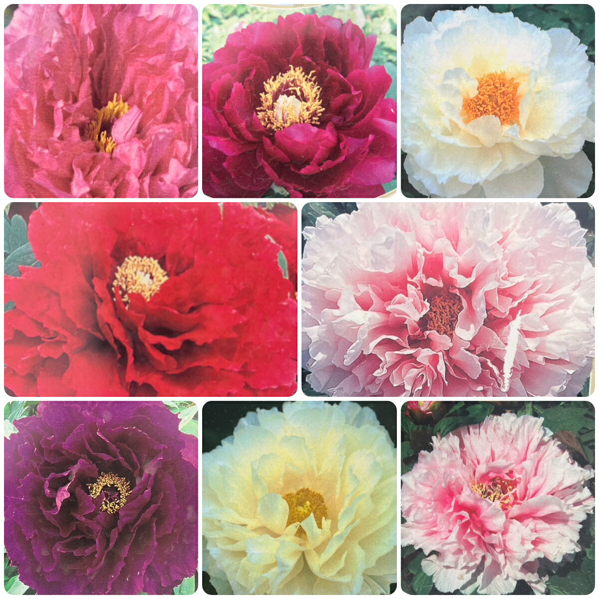 牡丹 豪華多弁咲き 14種類から選べます！6号鉢 (直径18cm) 2～3年物のサムネイル