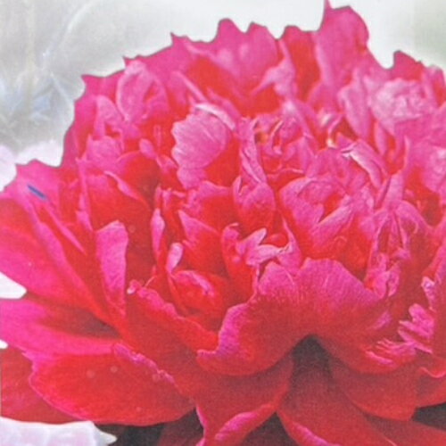 芍薬八重咲コレクション 赤花 4号 (直径12cm) ロングポット植え シャクヤク　しゃくやく