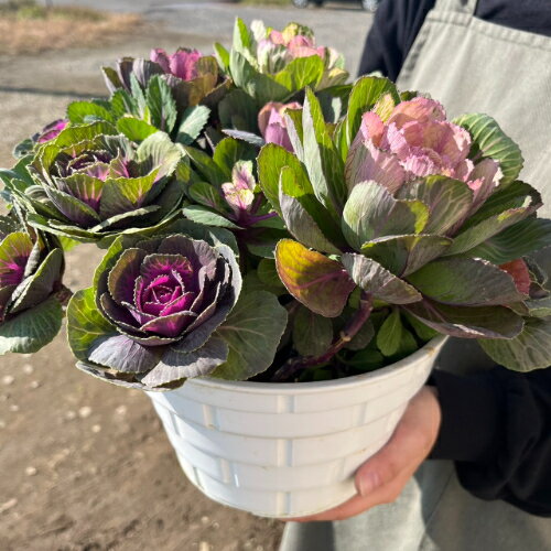 葉牡丹(ハボタン） ローズブーケ　オリジナル 7号（直径21cm）鉢　1個 寄せ植え 冬 玄関 正月 全国送料無料・他品同梱不可のサムネイル