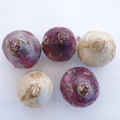 �ҥ䥷�� �庬 ����ե�5�����å� 5����1��η�5��ѥå� ������ �߿��� �պ餭 �庬 ���󥰥�å��奬���ǥ�