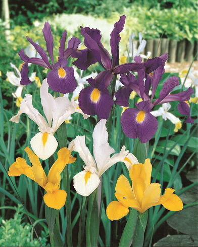 ダッチアイリス 3号(直径9cm) 芽出しポット苗 （紫花・黄花・白花）4個セット アイリス　庭植え　プラ..