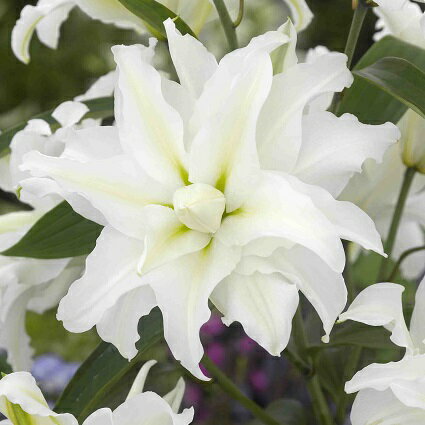 発芽済みポット苗 オリエンタルリリー 八重咲きマイウェディング 1球発芽苗10.5cmポット ゆり ユリ 百合 秋植え 冬植え 春咲き 球根 イングリッシュガーデンのサムネイル