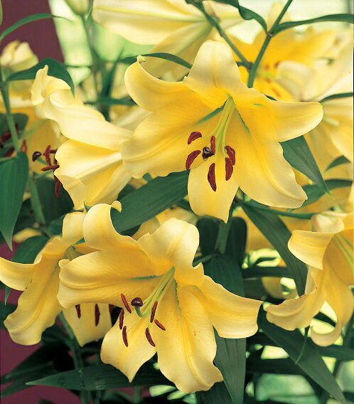 オリエンタルリリー イエローカサブランカ 　コンカドール 　球根（大）ゆり ユリ 百合 秋植え 冬植え 春咲き 球根 イングリッシュガーデン　大きいのサムネイル