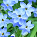 イフェイオン ハナニラ ウイズリーブルー10球パック秋植え 冬植え 春咲き 球根 イングリッシュガーデン