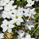 イフェイオン ハナニラ 3色各10球パック(計30球)全国送料無料 秋植え 冬植え 春咲き 球根 イングリッシュガーデン セット その1