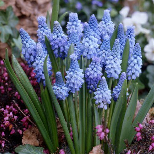 ムスカリ アズレウム 10球パック秋植え 冬植え 春咲き 球根 イングリッシュガーデン セット