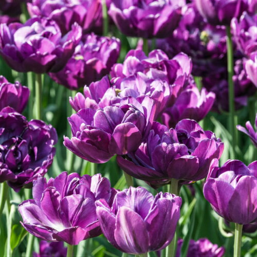 ���塼��å� �֥롼���������� Ȭ�ź餭5��ѥå������� �߿��� �պ餭 �庬 ���󥰥�å��奬���ǥ�