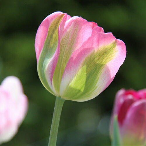 ���塼��å� ���꡼����� ��ź餭5��ѥå������� �߿��� �պ餭 �庬 ���󥰥�å��奬���ǥ�