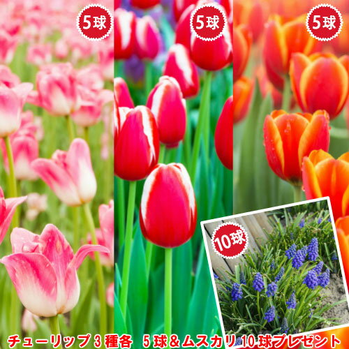 チューリップ 球根 2色咲きセット 3品種各5球計15球セット(色別にパック)にムスカリ球根10球付いて合計25球! 全国送料無料 他品同梱OK!秋植え 冬植え...