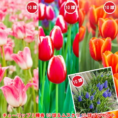 https://thumbnail.image.rakuten.co.jp/@0_mall/mankai/cabinet/tulip/imgrc0073807871.jpg