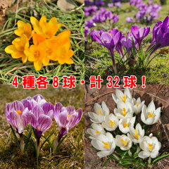 https://thumbnail.image.rakuten.co.jp/@0_mall/mankai/cabinet/tulip/imgrc0073841591.jpg