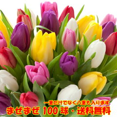 https://thumbnail.image.rakuten.co.jp/@0_mall/mankai/cabinet/tulip/imgrc0074412939.jpg