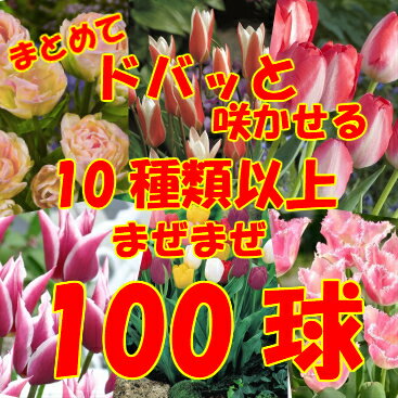 ガーデニング チューリップの植え方 翌年も咲かせるには花後の処理も重要 たか爺の楽しい家庭菜園 ガーデニングなど