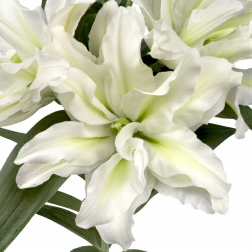 ���ꥨ�󥿥��꡼ ��������꡼ �������� �庬��1�� ��� ��� ɴ�� ������ �߿��� �պ餭 �庬 ���󥰥�å��奬���ǥ�