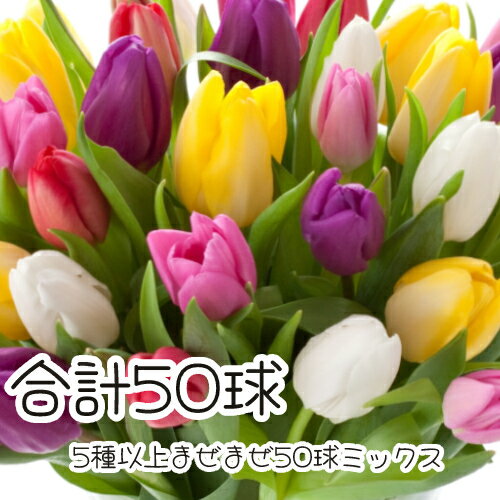 まとめて植えてチューリップ三昧！おまかせチューリップ5種以上まぜまぜで50球・ミニが入る場合は60球 全国送料無料・他品同梱可のサムネイル