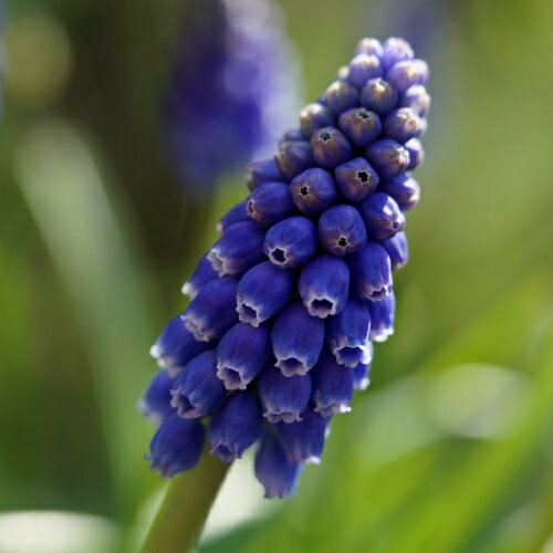 ムスカリ ナイトアイズ 3号（直径9cm）ポット苗 5芽発芽物　1ポットのサムネイル