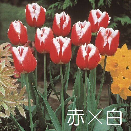 ���塼��å� �庬 ���٤�2���餭3�ѥ����� 10��ѥå� ������ �߿��� �պ餭 �庬 ���󥰥�å��奬���ǥ�