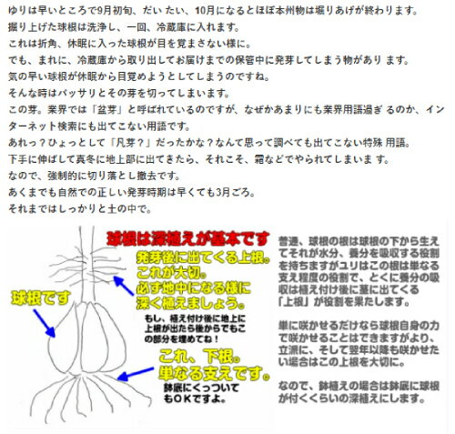 ���ꥨ�󥿥��꡼ ��ɥ����� �庬��3�奻�å� ��� ��� ɴ�� ������ �߿��� �պ餭 �庬 ���󥰥�å��奬���ǥ�