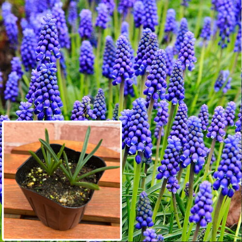 ムスカリ アルメニアカムブルー 芽出し　3号（直径9cm）ポット苗 2球植え 1ポット