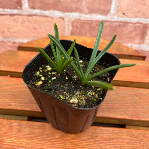 �ॹ���� �����˥�����֥롼 ��Ф���3���ľ��9cm�˥ݥå��� 2�忢�� 1�ݥå�