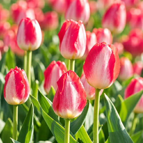 プランター1個でどれくらい植えられますか？という質問をよくいただきます。皆さん、10球くらいしか植えられないと思っているみたいで・・・実は2〜30球くらい、平気で植えて育てられます。 チューリップはまとめてたくさん咲かせるのが醍醐味。 切り花にしても存分に楽しんでいただける22球パック。 しかも送料無料です。 「ジュディスレイスター」は、クリームホワイトの花弁に桃色の縁取りが入る、上品で華やかな2色咲きのチューリップです。 咲き始めは優しいクリームホワイトと淡い桃色のコントラストが美しく、咲き進むにつれて縁取りの桃色が濃くなり、鮮やかな濃桃色へと変化していきます。 開花とともに移り変わる花色を楽しめるのも、この品種ならではの魅力です。 ■開花：4月頃 ■草丈：50cm前後 ■お届け時の状態：球根 ■球根周囲サイズ：10cm以上