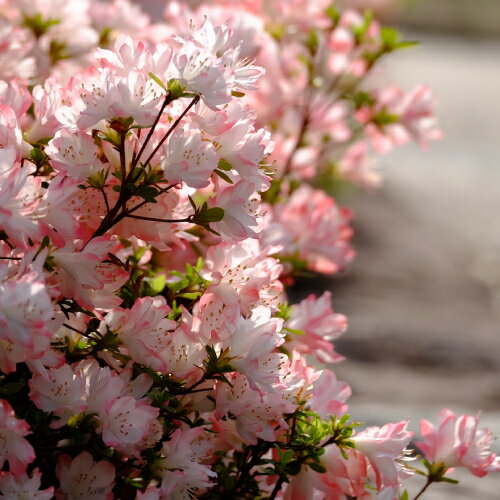 ツツジ(つつじ)久留米つつじ レジーナ3号（直径9cm）ロングポット苗 1個 お買い得