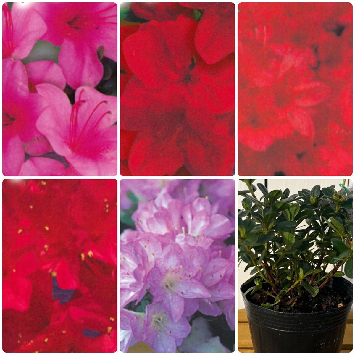 ツツジ(つつじ) クルメツツジコレクション ナザリウム 4号（直径12cm）ポット苗 1株庭植 鉢植え 常緑低木