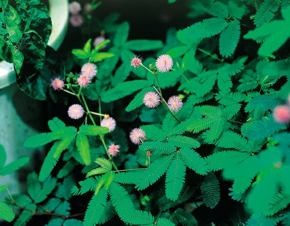 イングの森 花の鉢植え 楽天1位花の種 おじぎ草(オジギソウ)の種 30粒一年草