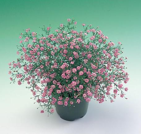 イングの森 花の鉢植え かすみ草 (ジプソフィラ／カスミソウ) の種ジプシー　ピンク　30粒 本品だけの発送はネコポス便で送料無料・他品と同梱の場合は他品の送料体系になります