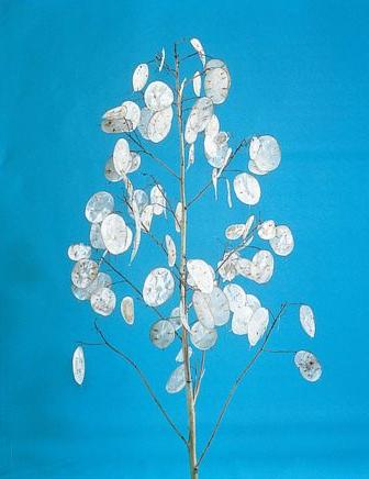 ☆「コインプラント」ルナリア　1株のサムネイル