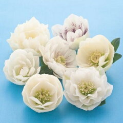 https://thumbnail.image.rakuten.co.jp/@0_mall/mankai/cabinet/xmasrose/imgrc0066627875.jpg