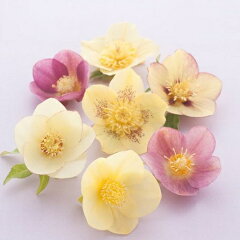 https://thumbnail.image.rakuten.co.jp/@0_mall/mankai/cabinet/xmasrose/imgrc0066627953.jpg