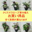 クリスマスローズ 1鉢に3〜4種の開花物を寄せ植えしたお値打ち品 松村園芸さんの開花株おまかせミックス