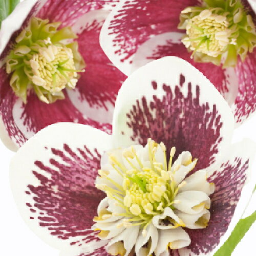 クリスマスローズ シングルホワイトブロッチ 9cmポット苗 松村ナーセリー・実生選抜苗のサムネイル