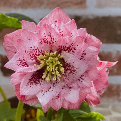 クリスマスローズ ピンクブロッチダブル 9cmポット苗 松村ナーセリー・実生選抜苗のサムネイル