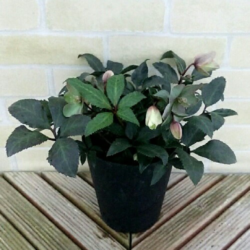 完全生産者限定品クリスマスローズ　ゲス 開花物5号鉢のサムネイル