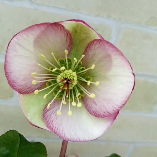 在庫処分セール！　完全生産者限定品　クリスマスローズ　グレンダグロス 開花物5号鉢（直径15cm）のサムネイル