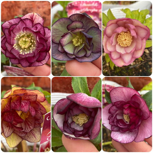 クリスマスローズ ダブル 訳あり特価品2 5号ポット苗 松村ナーセリー・実生選抜苗のサムネイル