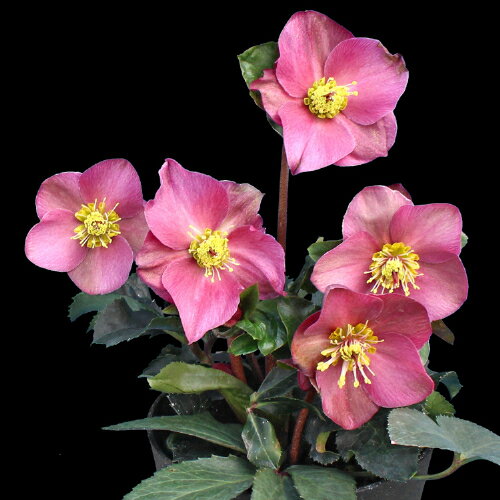 完全生産者限定品クリスマスローズ　氷の薔薇シリーズ　アーリーレッド 5号鉢【開花鉢でのお届けは11月中旬〜3月中旬頃まで】のサムネイル