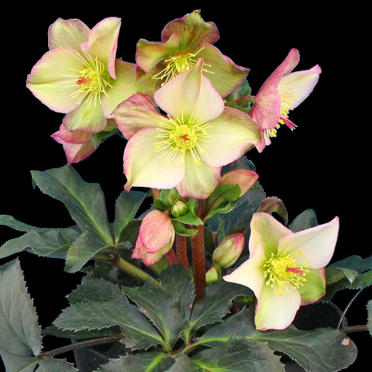 完全生産者限定品クリスマスローズ　氷の薔薇シリーズ　ロザリ 5号鉢 【開花鉢でのお届けは11月中旬〜3月中旬頃まで】のサムネイル