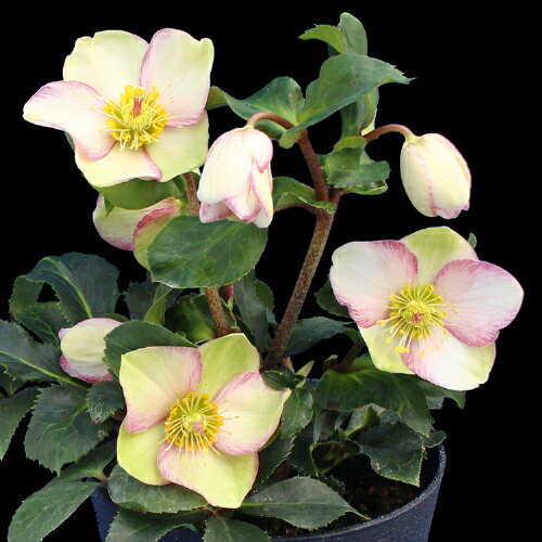 完全生産者限定品クリスマスローズ　氷の薔薇シリーズ　ピコティ 5号鉢 【開花鉢でのお届けは11月中旬〜3月中旬頃まで】