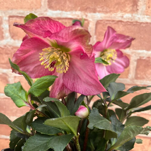 完全生産者限定品　クリスマスローズ　雪の妖精シリーズ　カーリ　5号鉢 【開花鉢でのお届けは11月中旬..