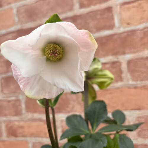 完全生産者限定品　クリスマスローズ　雪の妖精シリーズ　ケイティ　5号鉢 【開花鉢でのお届けは11月中..