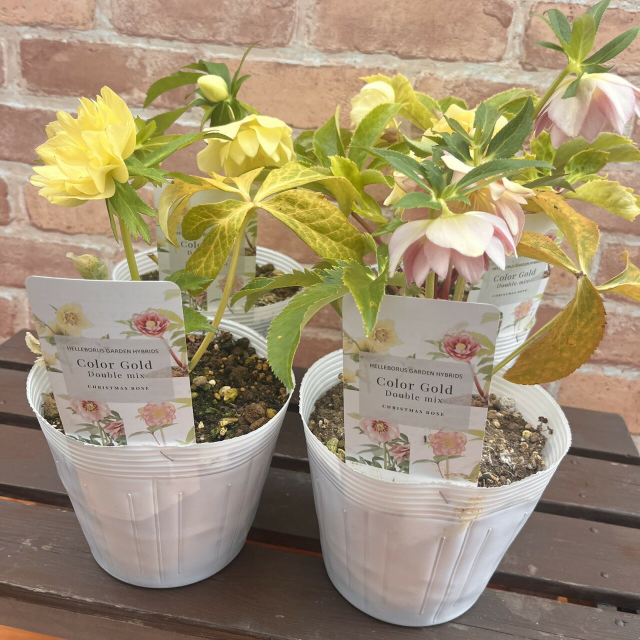 楽天市場】クリスマスローズ ダブル ゴールドの通販