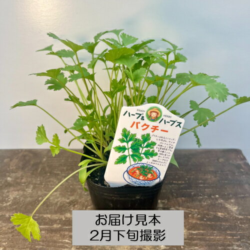 ハーブ 20種類から選べる!! 3号 (直径9cm) ポット苗　1個 常緑低木 ハーブ苗