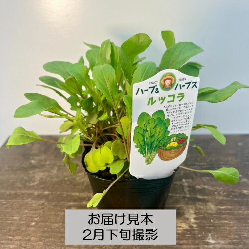 ハーブ 20種類から選べる!! 3号 (直径9cm) ポット苗　1個 常緑低木 ハーブ苗