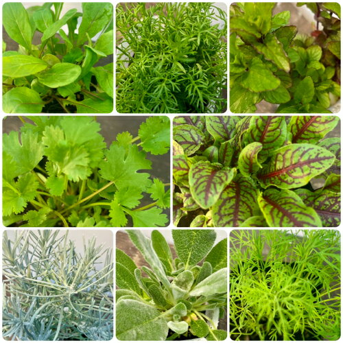 ハーブ 20種類から選べる!! 3号 (直径9cm) ポット苗　1個 常緑低木 ハーブ苗のサムネイル